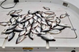 Lake Greenwood Fishing