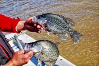 Lake Greenwood Fishing