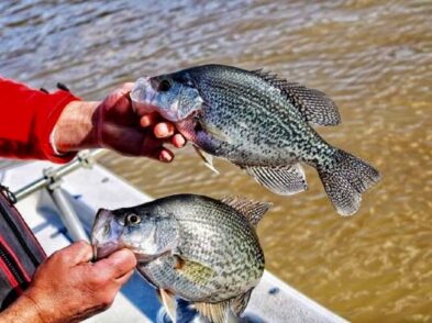 Lake Greenwood Fishing