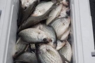 Lake Greenwood Fishing