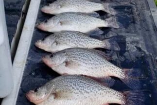 Lake Greenwood Fishing
