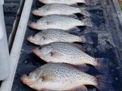 Lake Greenwood Fishing