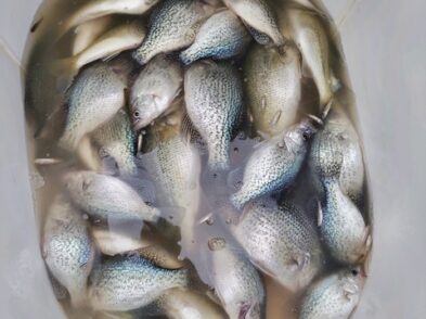 Lake greenwood Crappie fishing