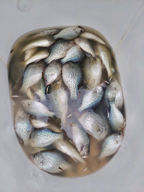 Lake greenwood Crappie fishing