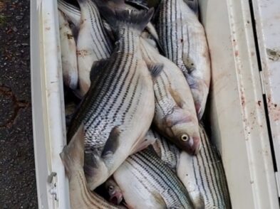 Lake greenwood fishing