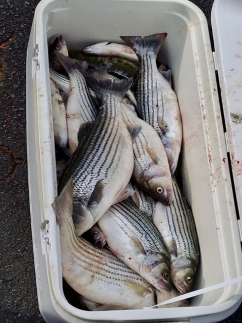 Lake greenwood fishing