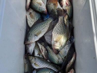 Lake Greenwood Crappie fishing