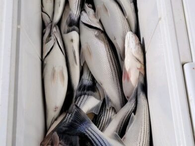 Lake Greenwood fishing