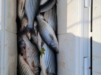 Lake Greenwood fishing