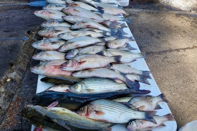 Lake Greenwood fishing
