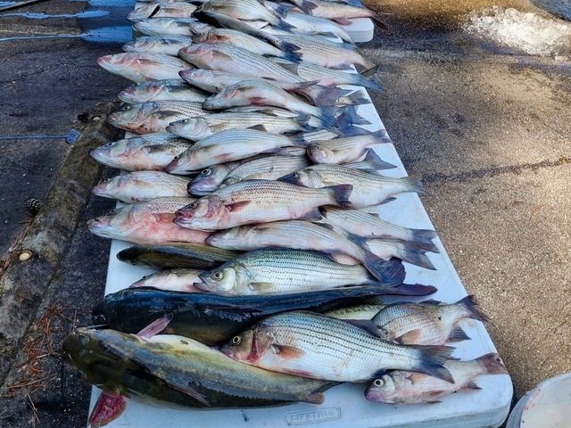 Lake Greenwood fishing