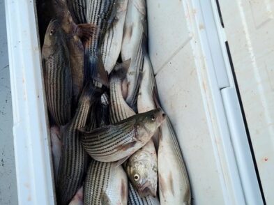 Lake Greenwood fishing