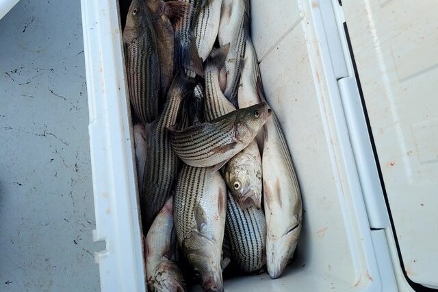 Lake Greenwood fishing