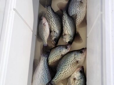 Lake Greenwood Crappie fishing