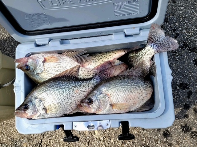 Lake Greenwood Crappie fishing