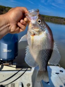 Lake Greenwood Crappie fishing