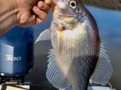 Lake Greenwood Crappie fishing