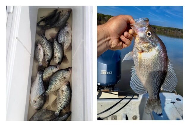 Lake Greenwood Crappie fishing
