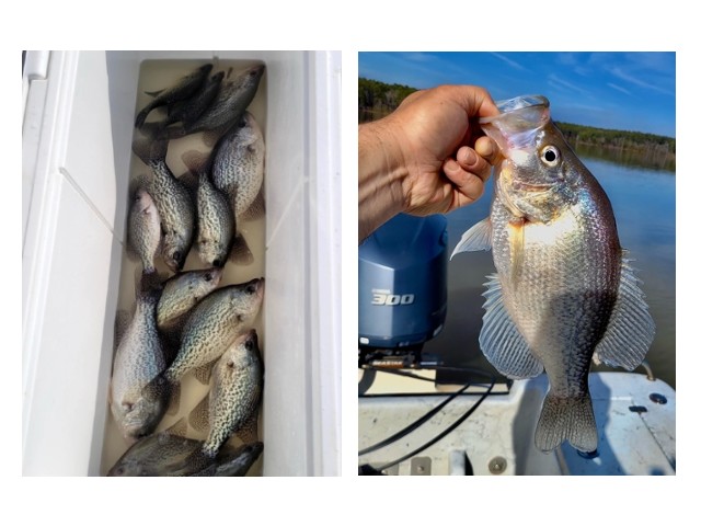 Lake Greenwood Crappie fishing