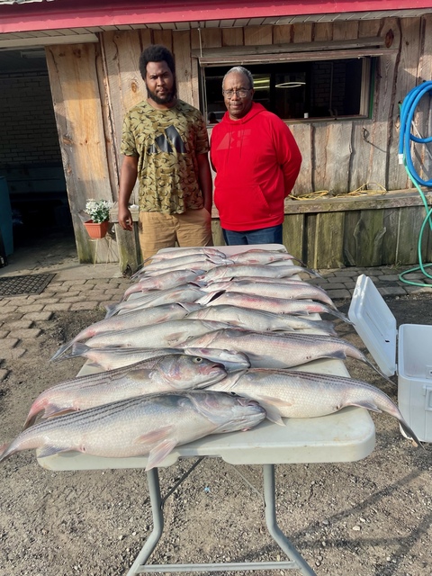 Lake Greenwood Striper Fishing