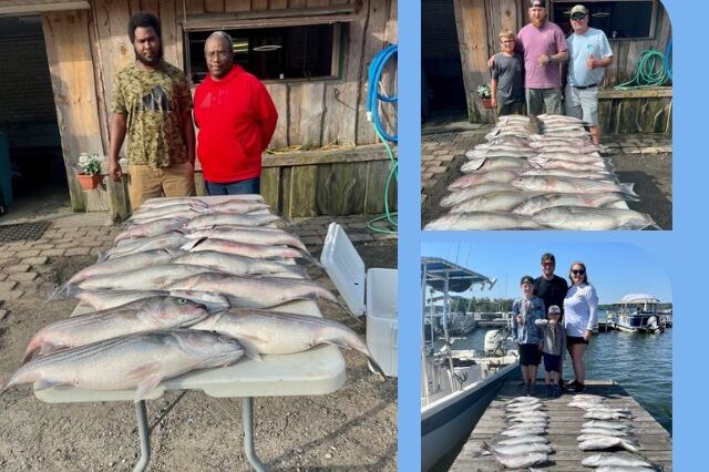 Lake Greenwood Striper Fishing