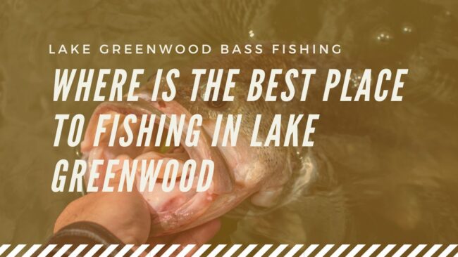 Fish in Lake Greenwood