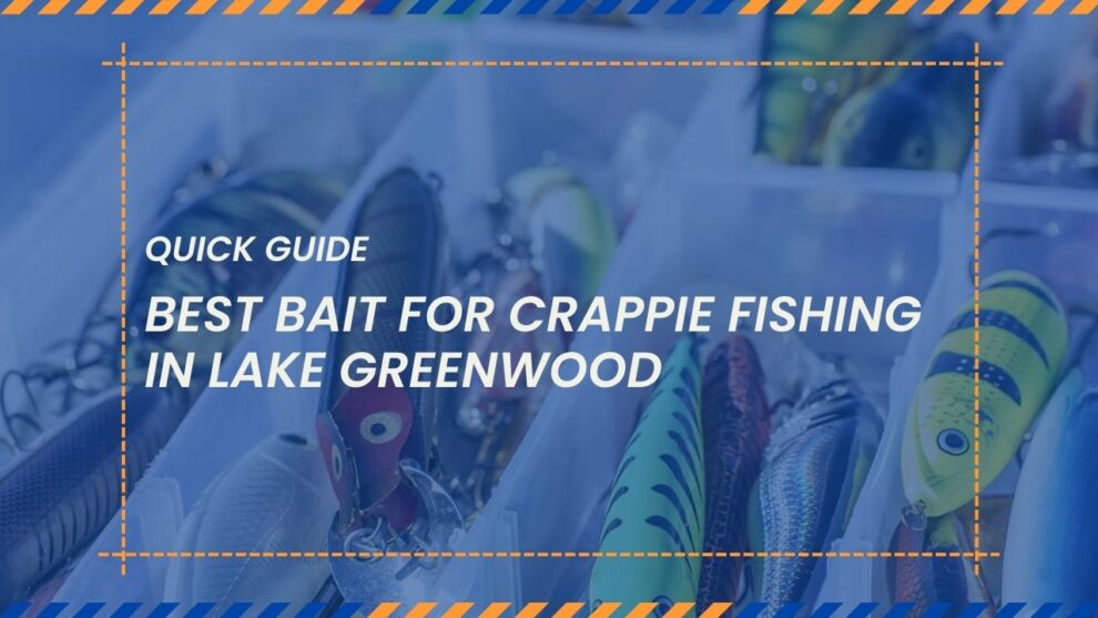Bait for Crappie in Lake Greenwood Fishing Trip