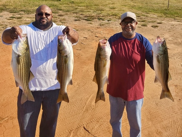 Lake Greenwood Striper fishing