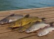 Catfish Species in Lake Greenwood